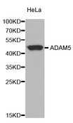 Adam5 Antibody - Western blot analysis of extracts of HeLa cells.