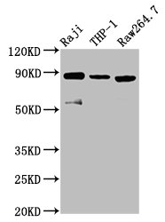 ADAM8 Antibody - Positive Western Blot detected in Raji whole cell lysate, THP-1 whole cell lysate, Raw264.7 whole cell lysate. All lanes: ADAM8 antibody at 3.8 µg/ml Secondary Goat polyclonal to rabbit IgG at 1/50000 dilution. Predicted band size: 89, 79, 81 KDa. Observed band size: 89 KDa
