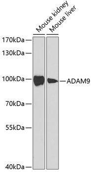 ADAM9 Antibody - Western blot analysis of extracts of various cell lines using ADAM9 Polyclonal Antibody at dilution of 1:1000.