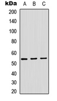 ADAMDEC1 Antibody - Western blot analysis of ADAMDEC1 expression in HEK293T (A); Raw264.7 (B); H9C2 (C) whole cell lysates.