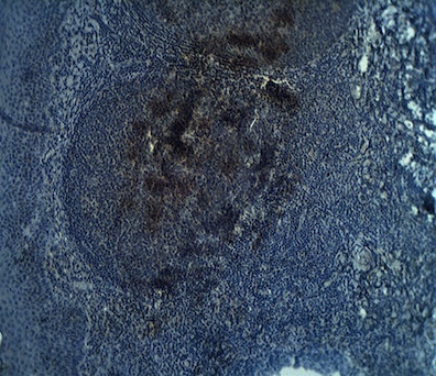 ADAMDEC1 Antibody - Staining on paraffin embedded normal human tonsil sections. Primary Ab (IgG cut or immunoaffinity purified) at 10 ug/ml. Antigen retrieval used: 10 mM Na Citrate pH 6.0, 10 minutes pressure cooker method., developed with anti rabbit HRP and DAP substrate. Counterstained with methyl blue. 