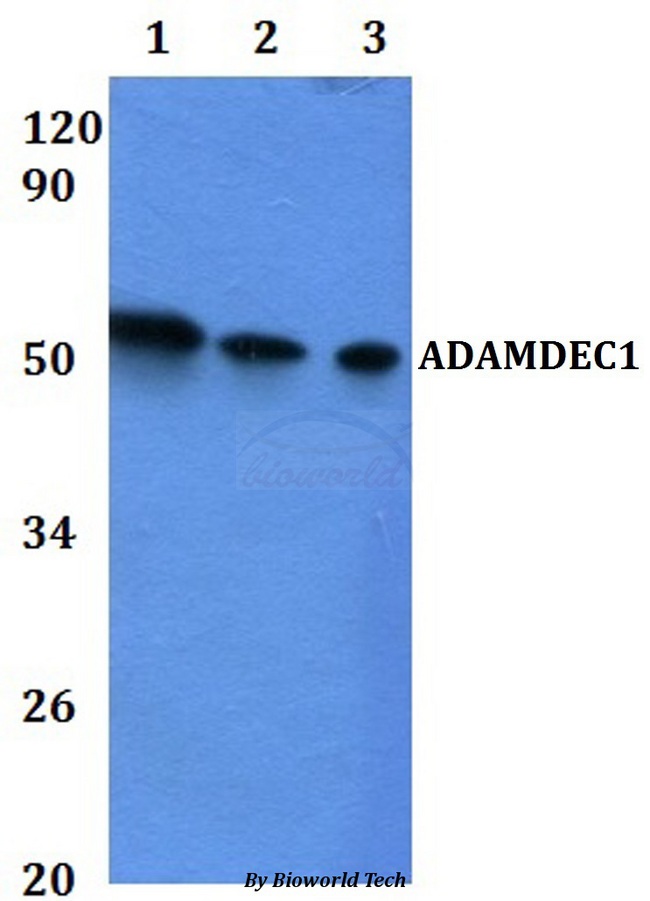 ADAMDEC1 Antibody - Western blot of ADAMDEC1 antibody at 1:500 dilution. Lane 1: HEK293T whole cell lysate. Lane 2: RAW264.7 whole cell lysate.