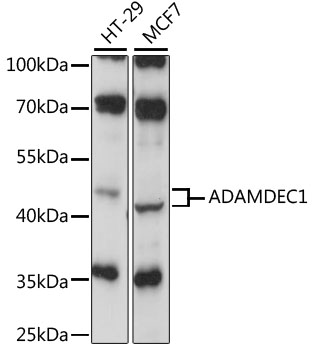 ADAMDEC1 Antibody - Western blot analysis of extracts of various cell lines, using ADAMDEC1 antibody at 1:1000 dilution. The secondary antibody used was an HRP Goat Anti-Rabbit IgG (H+L) at 1:10000 dilution. Lysates were loaded 25ug per lane and 3% nonfat dry milk in TBST was used for blocking. An ECL Kit was used for detection and the exposure time was 30s.