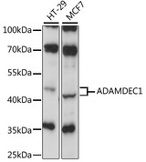 ADAMDEC1 Antibody - Western blot analysis of extracts of various cell lines, using ADAMDEC1 antibody at 1:1000 dilution. The secondary antibody used was an HRP Goat Anti-Rabbit IgG (H+L) at 1:10000 dilution. Lysates were loaded 25ug per lane and 3% nonfat dry milk in TBST was used for blocking. An ECL Kit was used for detection and the exposure time was 30s.