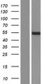 ADAMDEC1 Protein - Western validation with an anti-DDK antibody * L: Control HEK293 lysate R: Over-expression lysate
