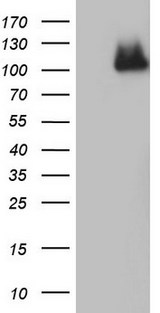ADAMTS1 Antibody - HEK293T cells were transfected with the pCMV6-ENTRY control (Left lane) or pCMV6-ENTRY ADAMTS1 (Right lane) cDNA for 48 hrs and lysed. Equivalent amounts of cell lysates (5 ug per lane) were separated by SDS-PAGE and immunoblotted with anti-ADAMTS1.