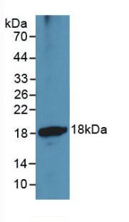 ADAMTS1 Antibody - Western Blot; Sample: Recombinant ADAMTS1, Human.