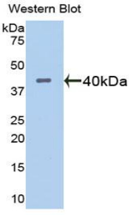 ADAMTS1 Antibody - Western blot of recombinant ADAMTS1.  This image was taken for the unconjugated form of this product. Other forms have not been tested.