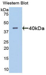 ADAMTS1 Antibody - Western blot of recombinant ADAMTS1.  This image was taken for the unconjugated form of this product. Other forms have not been tested.