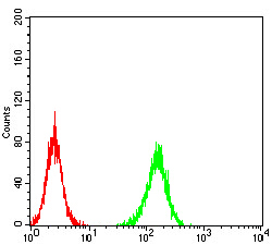 ADAMTS1 Antibody - Flow cytometric analysis of K562 cells using ADAMTS1 mouse mAb (green) and negative control (red).