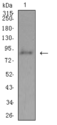 ADAMTS1 Antibody - Western blot analysis using ADAMTS1 mouse mAb against Hela (1) cell lysate.