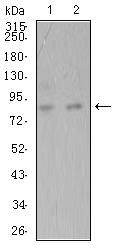 ADAMTS1 Antibody - Western blot analysis using ADAMTS1 mouse mAb against Hela (1) and SK-Br-3 (2) cell lysate.