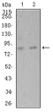 ADAMTS1 Antibody - Western blot analysis using ADAMTS1 mouse mAb against Hela (1) and SK-Br-3 (2) cell lysate.