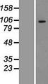 ADAMTS1 Protein - Western validation with an anti-DDK antibody * L: Control HEK293 lysate R: Over-expression lysate
