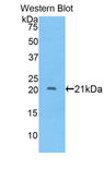 ADAMTS12 Antibody - Western blot of recombinant ADAMTS12.  This image was taken for the unconjugated form of this product. Other forms have not been tested.