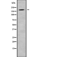 ADAMTS12 Antibody - Western blot analysis of ADAMTS12 using HuvEc whole cells lysates