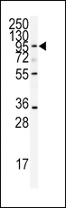 ADAMTS13 Antibody - Western blot of anti-ADAMTS13 Antibody in CEM cell line lysates (35 ug/lane). ADAMTS13 (arrow) was detected using the purified antibody.
