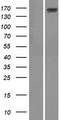 ADAMTS13 Protein - Western validation with an anti-DDK antibody * L: Control HEK293 lysate R: Over-expression lysate