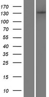 ADAMTS14 Protein - Western validation with an anti-DDK antibody * L: Control HEK293 lysate R: Over-expression lysate