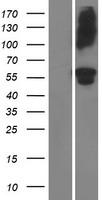 ADAMTS16 Protein - Western validation with an anti-DDK antibody * L: Control HEK293 lysate R: Over-expression lysate