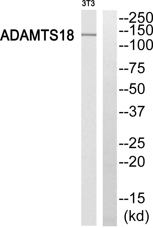 ADAMTS18 Antibody - Western blot of extracts from 3T3 cells, using ADAMTS18 antibody.