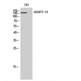 ADAMTS19 Antibody - Western blot of ADAMTS-19 antibody