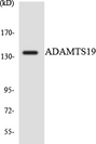ADAMTS19 Antibody - Western blot analysis of the lysates from RAW264.7cells using ADAMTS19 antibody.