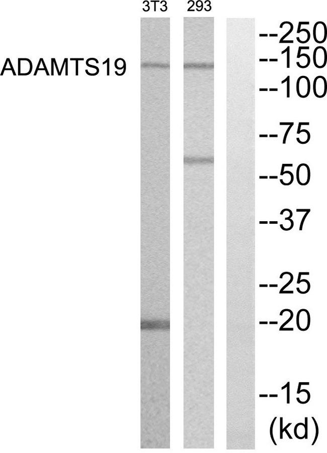 ADAMTS19 Antibody - Western blot analysis of extracts from 293 and NIH-3T3 cells, using ADAMTS19 antibody.