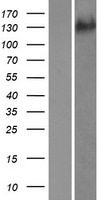 ADAMTS19 Protein - Western validation with an anti-DDK antibody * L: Control HEK293 lysate R: Over-expression lysate