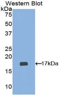 ADAMTS2 Antibody - Western blot of recombinant ADAMTS2.  This image was taken for the unconjugated form of this product. Other forms have not been tested.