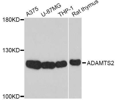 ADAMTS2 Antibody - Western blot analysis of extracts of various cell lines, using ADAMTS2 antibody at 1:1000 dilution. The secondary antibody used was an HRP Goat Anti-Rabbit IgG (H+L) at 1:10000 dilution. Lysates were loaded 25ug per lane and 3% nonfat dry milk in TBST was used for blocking. An ECL Kit was used for detection and the exposure time was 30s.
