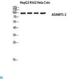 ADAMTS2 Antibody - Western Blot (WB) analysis of HepG2 K562 HeLa Colo using ADAMTS-2 antibody.