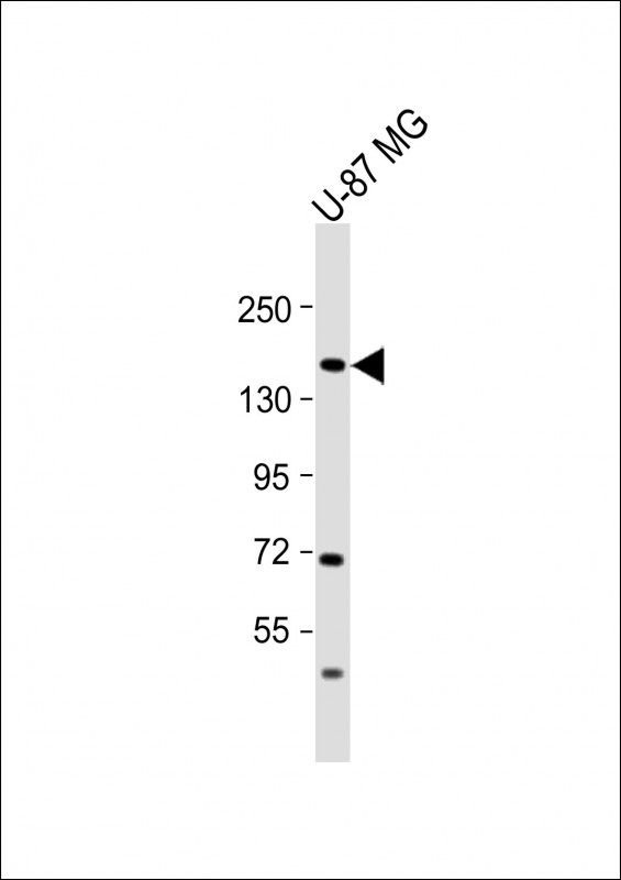 ADAMTS20 Antibody - Anti-ADAMTS20 Antibody (Center) at 1:2000 dilution + U-87 MG whole cell lysate Lysates/proteins at 20 µg per lane. Secondary Goat Anti-Rabbit IgG, (H+L), Peroxidase conjugated at 1/10000 dilution. Predicted band size: 170 kDa Blocking/Dilution buffer: 5% NFDM/TBST.