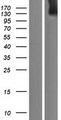 ADAMTS20 Protein - Western validation with an anti-DDK antibody * L: Control HEK293 lysate R: Over-expression lysate