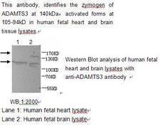 ADAMTS3 Antibody