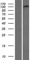 ADAMTS3 Protein - Western validation with an anti-DDK antibody * L: Control HEK293 lysate R: Over-expression lysate