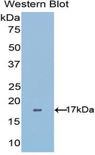 ADAMTS4 Antibody - Western blot of recombinant ADAMTS4.  This image was taken for the unconjugated form of this product. Other forms have not been tested.