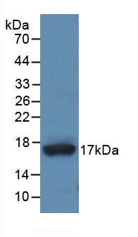 ADAMTS4 Antibody - Western Blot; Sample: Recombinant ADAMTS4, Human.