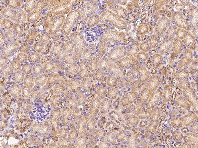 ADAMTS4 Antibody - Immunochemical staining of mouse ADAMTS4 in mouse kidney with rabbit polyclonal antibody at 1:500 dilution, formalin-fixed paraffin embedded sections.
