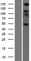 ADAMTS6 Protein - Western validation with an anti-DDK antibody * L: Control HEK293 lysate R: Over-expression lysate