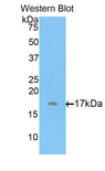 ADAMTS7 Antibody - Western blot of recombinant ADAMTS7.  This image was taken for the unconjugated form of this product. Other forms have not been tested.
