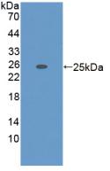 ADAMTS7 Antibody - Western Blot; Sample: Recombinant ADAMTS7, Mouse.