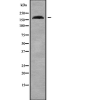 ADAMTS7 Antibody - Western blot analysis of ADAMTS7 using HeLa whole cells lysates