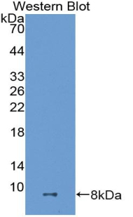 ADAMTS8 Antibody - Western Blot; Sample: Recombinant protein.