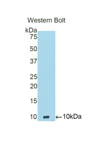 ADAMTS8 Antibody - Western blot of recombinant ADAMTS8.  This image was taken for the unconjugated form of this product. Other forms have not been tested.