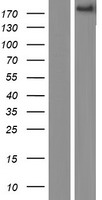ADAMTS9 Protein - Western validation with an anti-DDK antibody * L: Control HEK293 lysate R: Over-expression lysate
