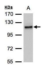 ADAMTSL2 Antibody - Sample (30 ug of whole cell lysate). A: H1299. 7.5% SDS PAGE. ADAMTSL2 antibody diluted at 1:500