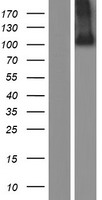 ADAMTSL2 Protein - Western validation with an anti-DDK antibody * L: Control HEK293 lysate R: Over-expression lysate