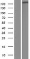 ADAMTSL3 Protein - Western validation with an anti-DDK antibody * L: Control HEK293 lysate R: Over-expression lysate
