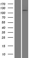 ADAMTSL4 Protein - Western validation with an anti-DDK antibody * L: Control HEK293 lysate R: Over-expression lysate